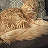 Cookie a rejoint le concours — aidez-le/la à gagner de superbes lots ! blanket, cat, close_up, comfort, cozy, cute, domestic_animal, feline, fluffy, fur, ginger_cat, indoor, pet, pillow, relaxed, resting, sleeping, soft, tail, whiskers