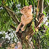 Cookie participe au concours pour gagner de l'argent avec cette photo : animal, branches, cat, close_up, daylight, feline, fluffy, green_leaves, looking_away, nature, orange_cat, outdoor, perched, pet, plant, relaxed, sunlight, tree, trunk, wildlife