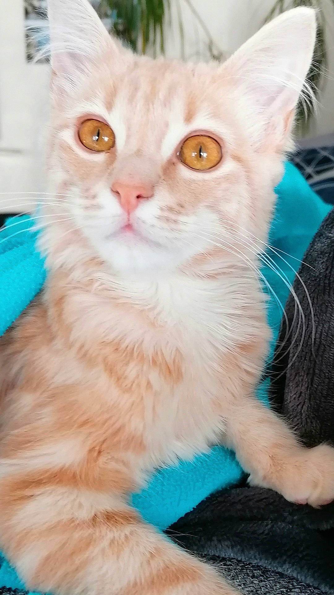 Cookie