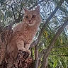 alert, animal, branches, cat, climbing, closeup, curious, daylight, feline, fur, ginger_cat, leaves, mammal, nature, outdoor, perched, pet, tree, wildlife, wood
