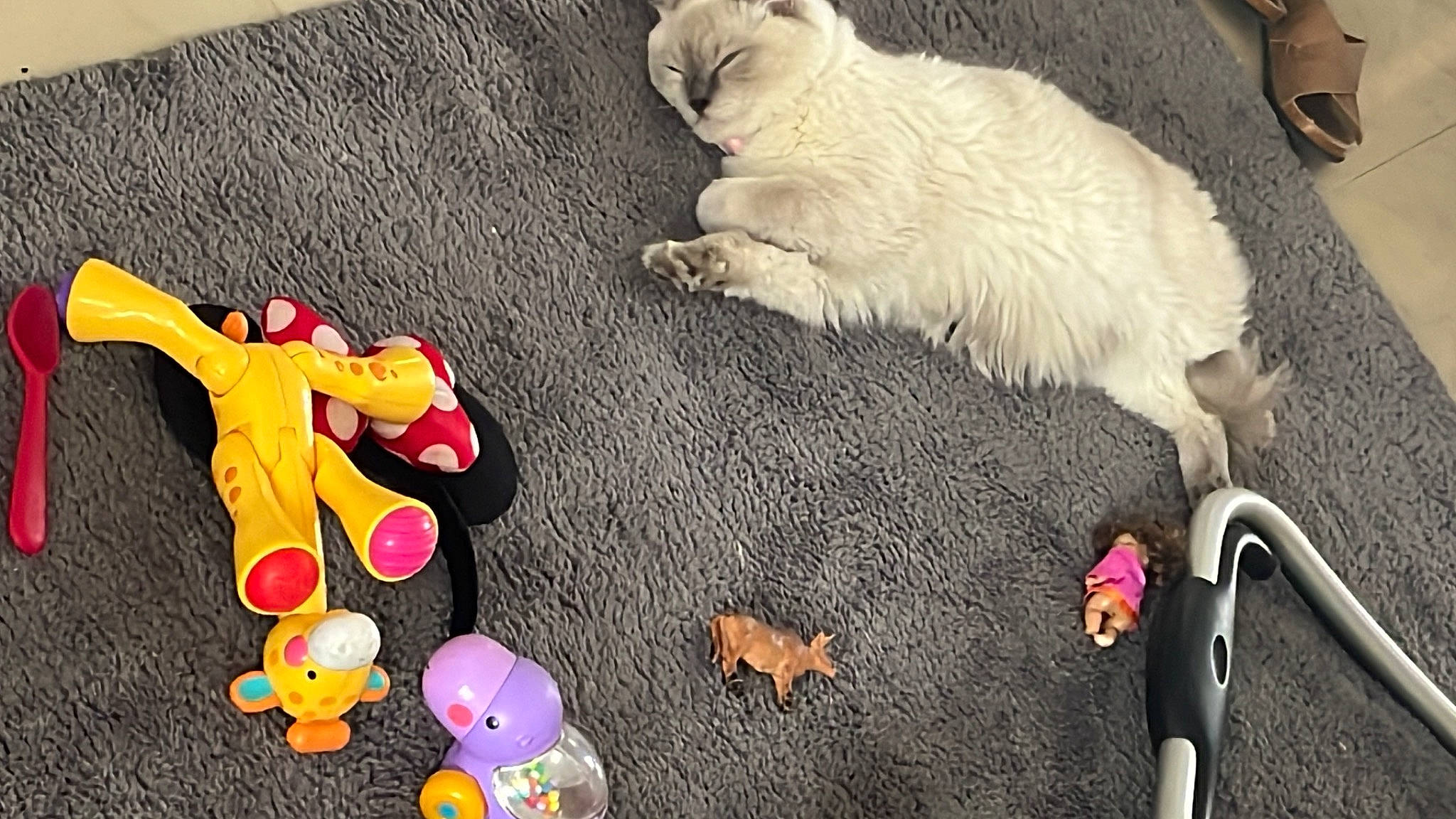 Snow a rejoint le concours — aidez-le/la à gagner de superbes lots ! baby_toys, canidae, carnivore, cat, companion_dog, dog_breed, felidae, flooring, fur, mammal, paw, small_to_medium_sized_cats, stuffed_toy, tail, toy, vertebrate, whiskers, wood