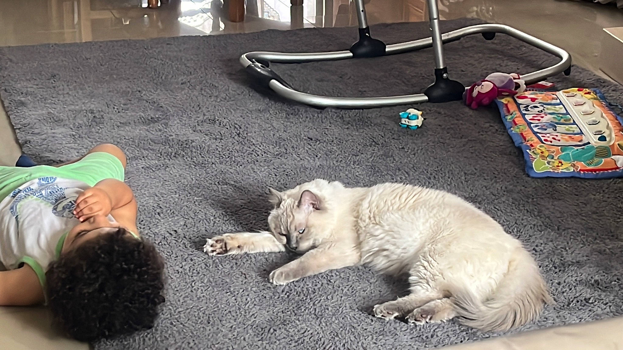 Snow participe au concours pour gagner de l'argent avec cette photo : carnivore, carpet, cat, comfort, companion_dog, dog_breed, domestic_short_haired_cat, fawn, felidae, floor, flooring, fur, paw, sidewalk, sitting, small_to_medium_sized_cats, snout, sporting_group, tail, whiskers