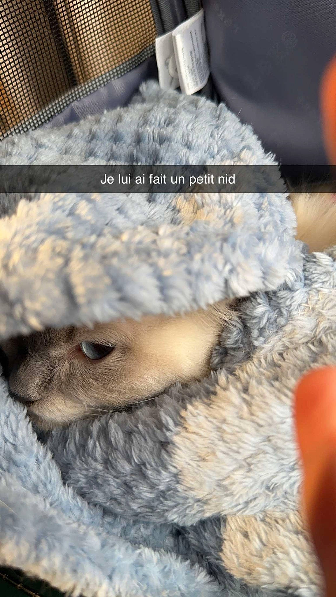 Snow a rejoint le concours — aidez-le/la à gagner de superbes lots ! bird_of_prey, canidae, cap, carnivore, cat, fawn, felidae, font, freezing, fur, fur_clothing, hat, owl, photo_caption, small_to_medium_sized_cats, tail, terrestrial_animal, tree, whiskers, winter