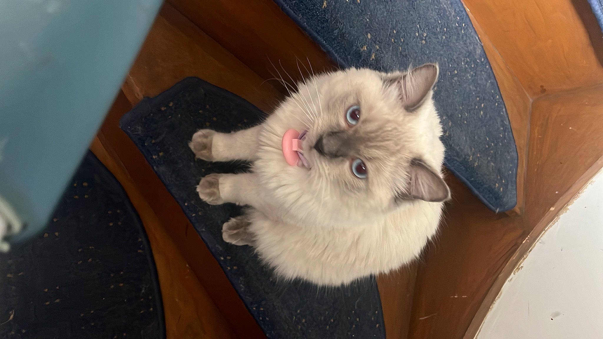 Snow participe au concours pour gagner de l'argent avec cette photo : balinese, birman, carnivore, cat, claw, companion_dog, domestic_short_haired_cat, eye, fawn, felidae, flooring, fur, musical_instrument, paw, ragdoll, small_to_medium_sized_cats, tail, thai, whiskers, working_animal