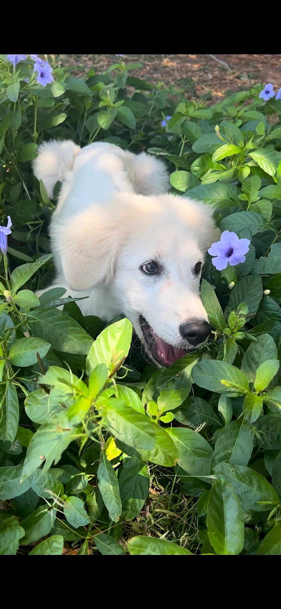 Bailey