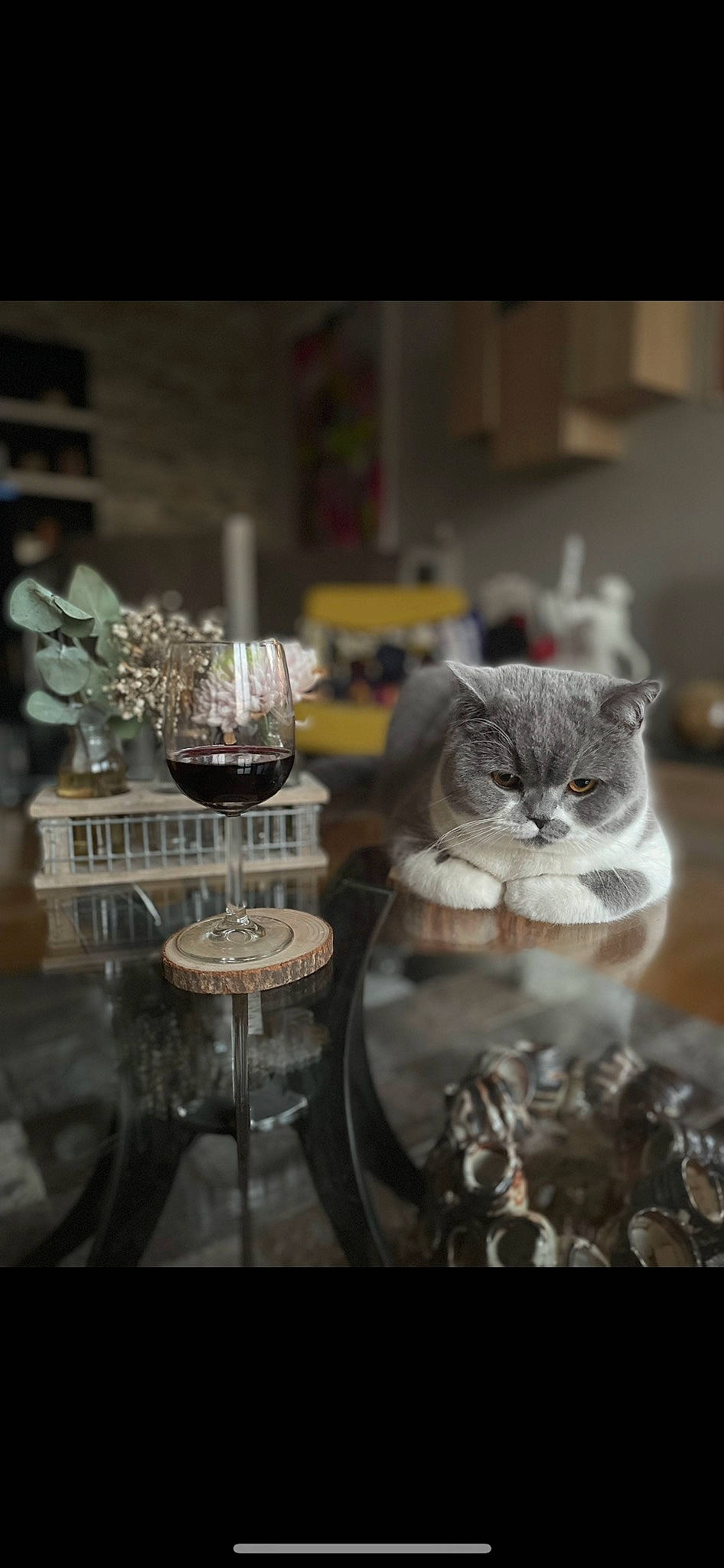 Saphyre participe au concours pour gagner de l'argent avec cette photo : barware, carnivore, cat, champagne_stemware, domestic_short_haired_cat, drinkware, event, felidae, fur, glass, room, serveware, small_to_medium_sized_cats, stemware, still_life_photography, sweetness, tableware, whiskers, window, wine_glass