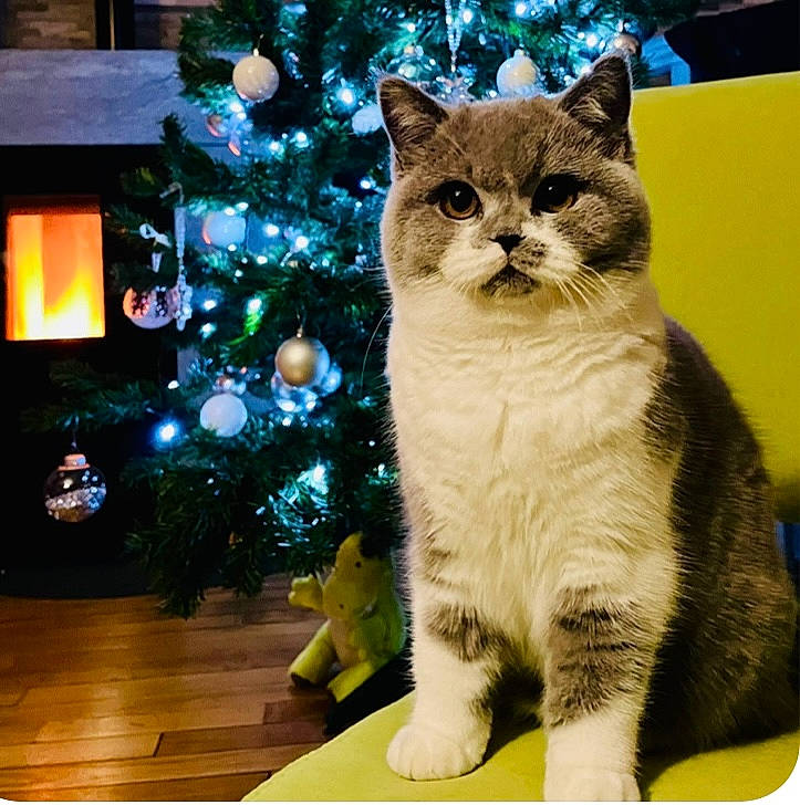 Saphyre a rejoint le concours — aidez-le/la à gagner de superbes lots ! carnivore, cat, christmas_decoration, christmas_ornament, christmas_tree, conifer, domestic_short_haired_cat, event, fawn, felidae, fur, holiday, holiday_ornament, ornament, rectangle, small_to_medium_sized_cats, snout, tail, tree, whiskers