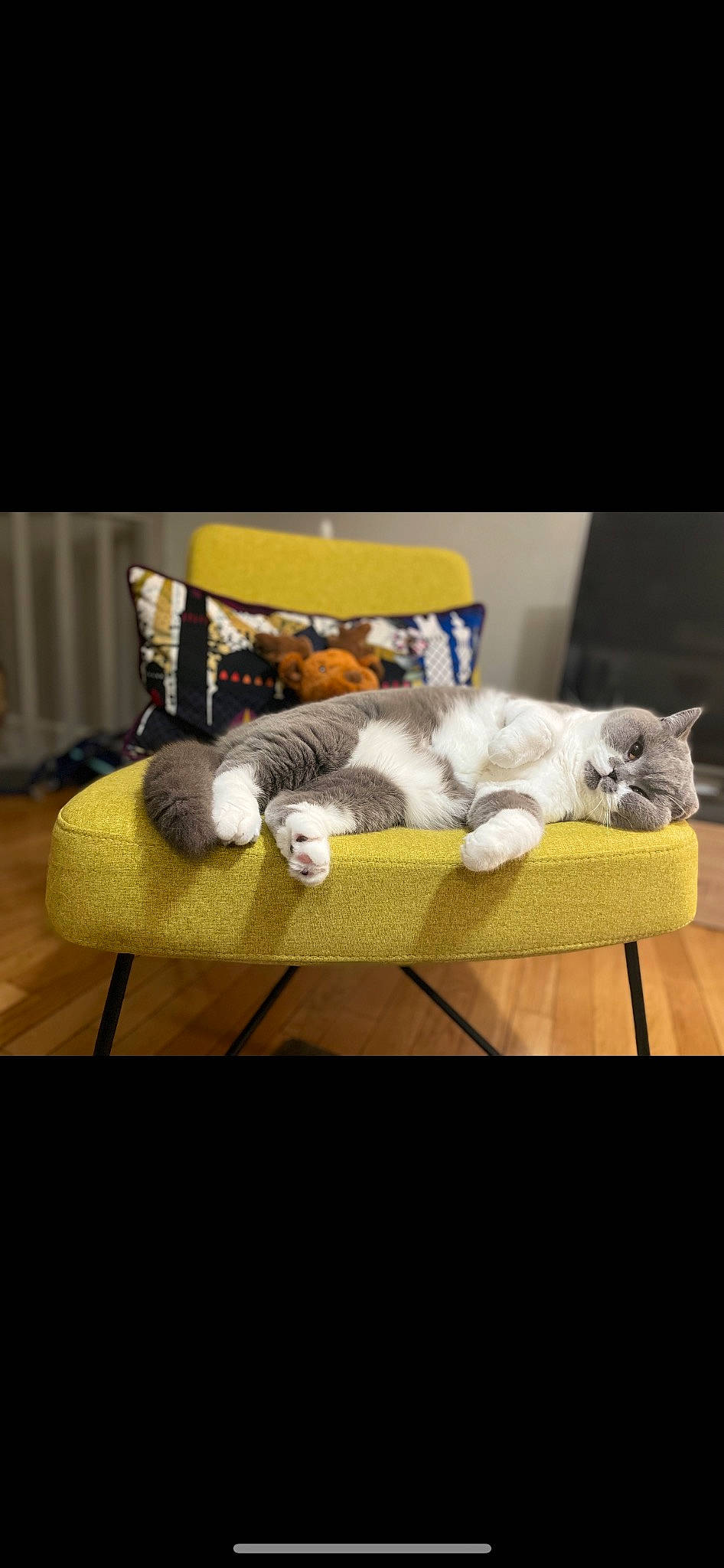 Saphyre a rejoint le concours — aidez-le/la à gagner de superbes lots ! carnivore, cat, cloud, comfort, companion_dog, couch, felidae, flooring, fur, grey, hardwood, linens, sky, small_to_medium_sized_cats, table, tail, textile, vertebrate, whiskers, wood