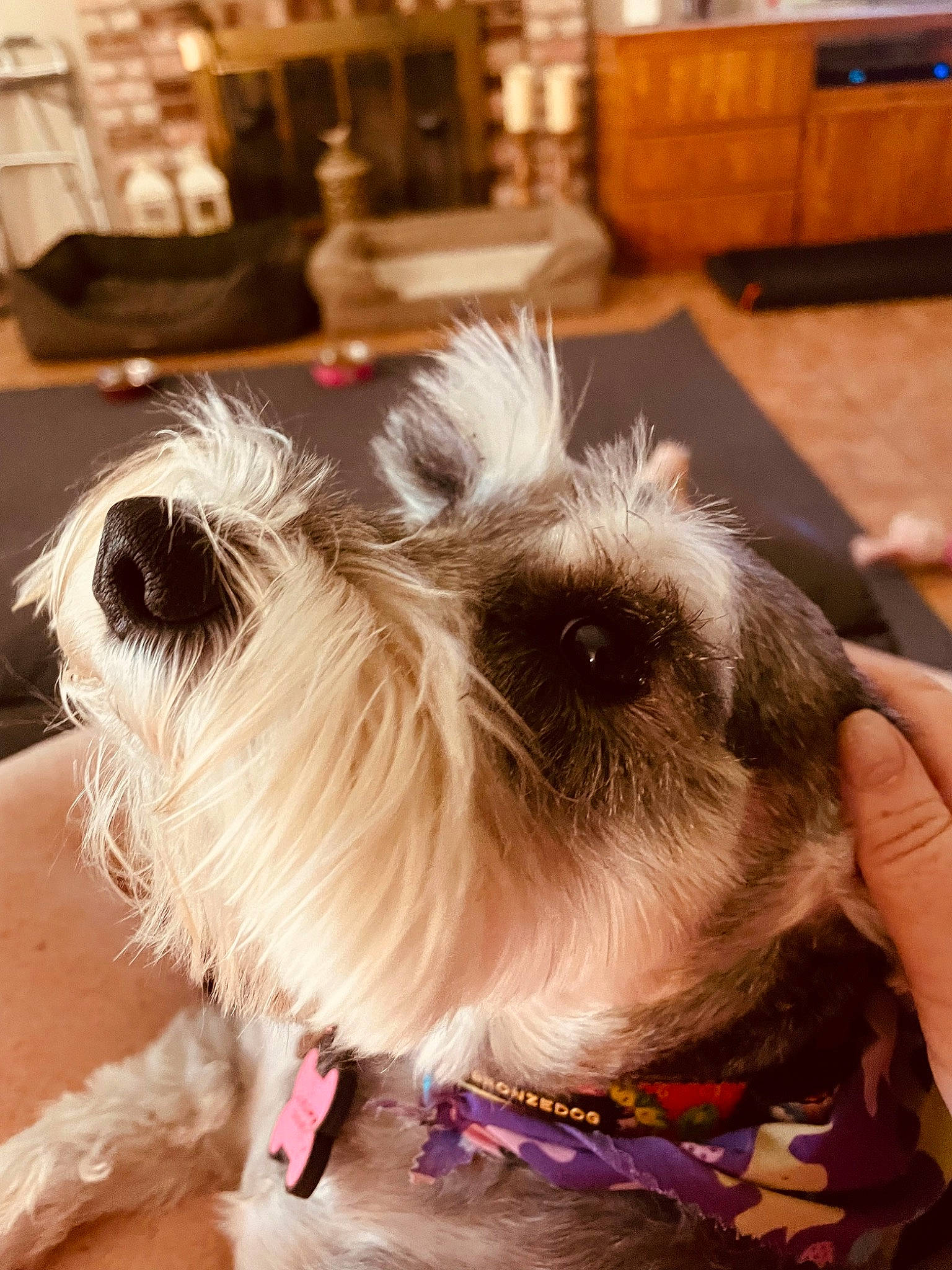 Maggie joined the competition — help win amazing prizes! canidae, carnivore, collar, companion_dog, dog, dog_breed, dog_collar, dog_supply, ear, eyewear, fashion_accessory, fawn, fur, leash, snout, sporting_group, standard_schnauzer, terrier, toy_dog, working_animal