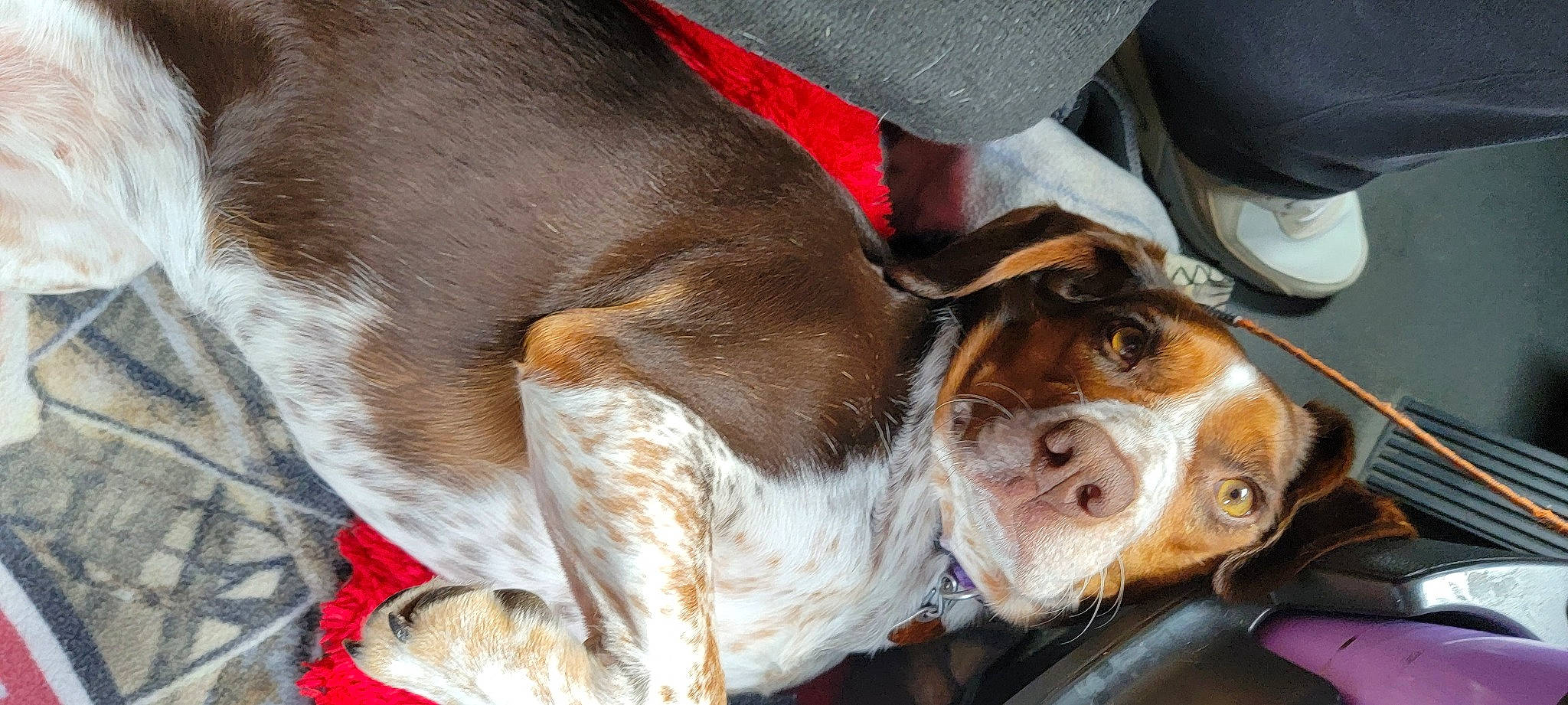 Annabelle is registered to the contest to win money with this photo: basset_hound, canidae, carnivore, collar, companion_dog, dog, dog_breed, dog_collar, ear, fawn, fur, hound, liver, puppy, scent_hound, snout, sporting_group, whiskers, working_animal, working_dog