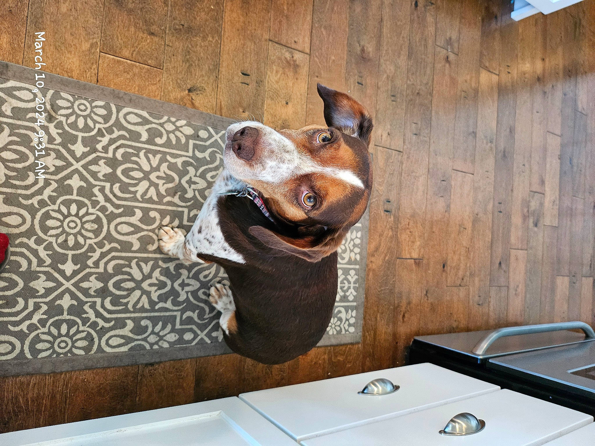 Annabelle joined the competition — help win amazing prizes! art, building, carnivore, companion_dog, dog, dog_breed, fawn, guard_dog, house, metal, rectangle, room, sculpture, snout, toy, visual_arts, wall, window, wood, working_animal