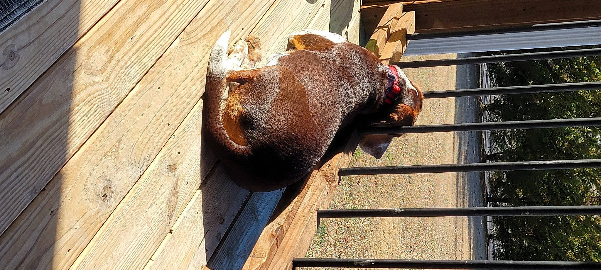 Annabelle is registered to the contest to win money with this photo: animal_feed, animal_shelter, cage, carnivore, door, fawn, hardwood, liver, livestock, mesh, pet_supply, plank, snout, sporting_group, terrestrial_animal, varnish, wildlife, wood, wood_stain, working_animal