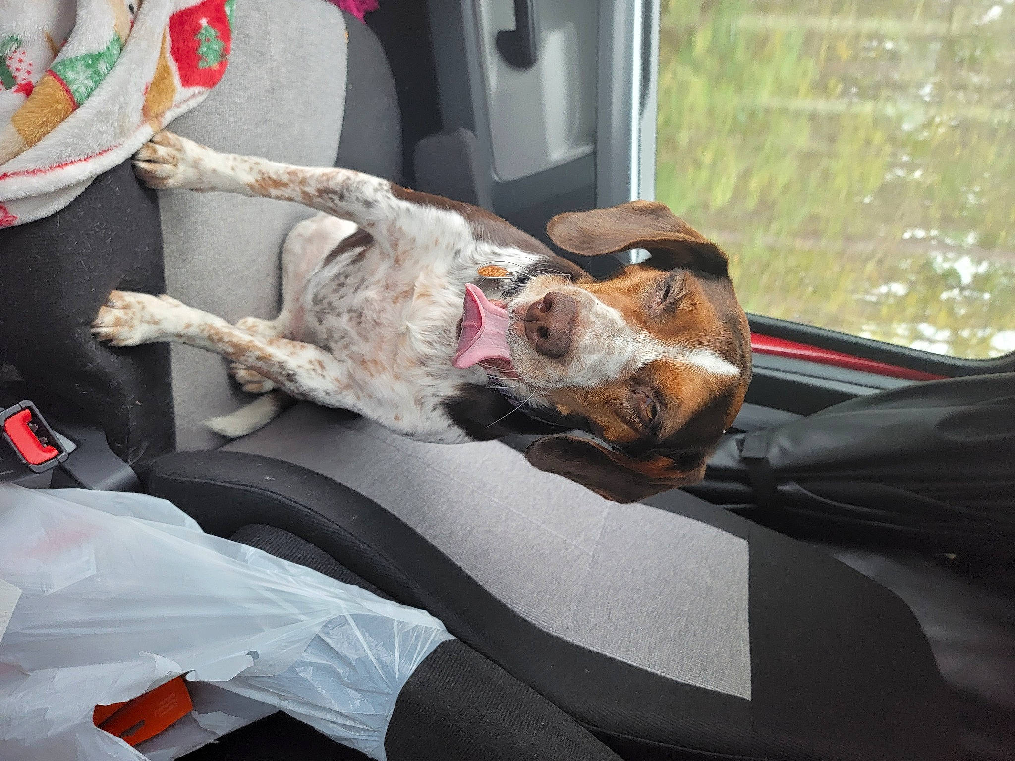 Annabelle joined the competition — help win amazing prizes! auto_part, automotive_exterior, automotive_window_part, canidae, car, car_seat, carnivore, collar, companion_dog, dog, dog_breed, family_car, fur, motor_vehicle, service, snout, sporting_group, vehicle, vehicle_door, windshield