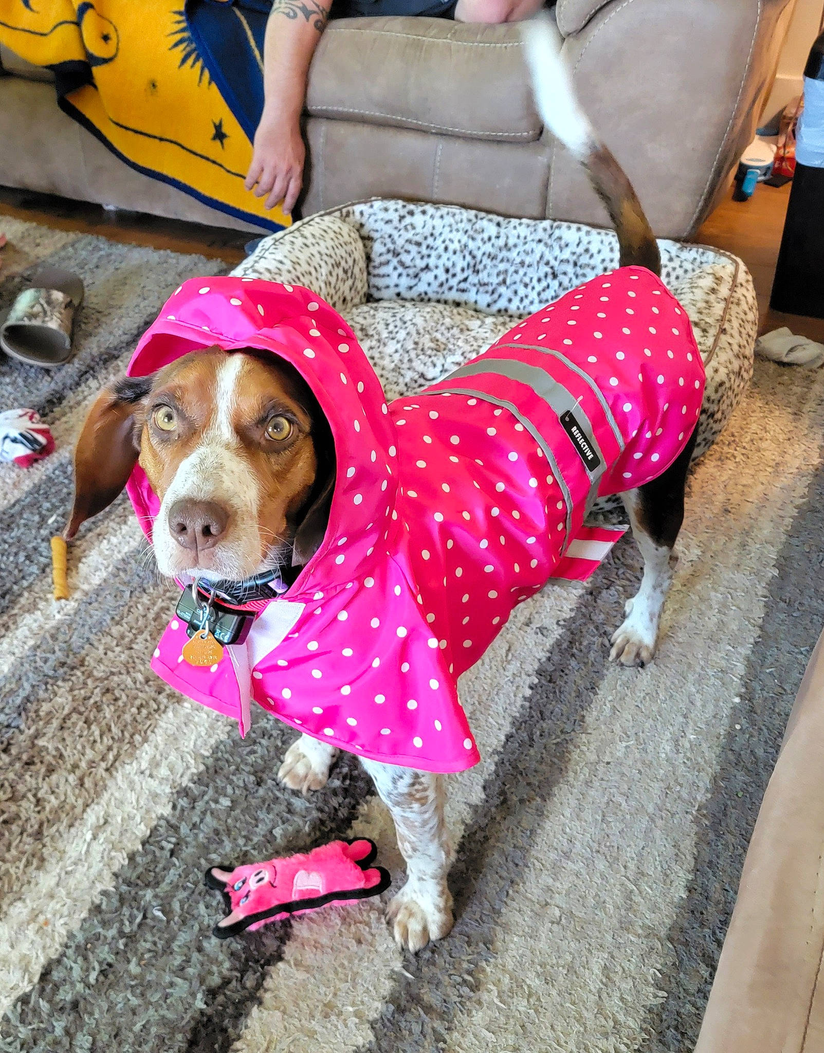 Annabelle joined the competition — help win amazing prizes! canidae, carnivore, collar, companion_dog, dog, dog_breed, dog_supply, fashion_accessory, fawn, flooring, hound, leash, pattern, pink, recreation, scent_hound, snout, sporting_group, sunglasses, working_animal