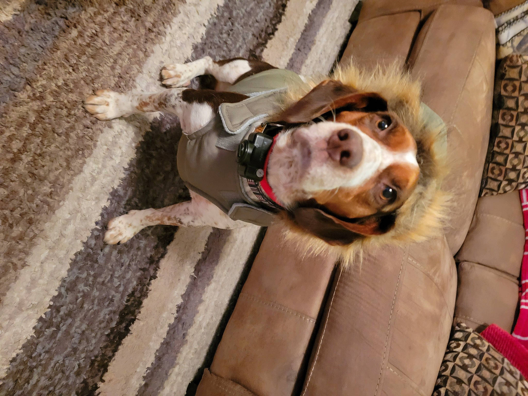 Annabelle joined the competition — help win amazing prizes! canidae, carnivore, collar, companion_dog, couch, dog, dog_breed, dog_collar, dog_supply, fawn, fur, guard_dog, leash, plant, snout, sporting_group, whiskers, wood, working_animal, working_dog