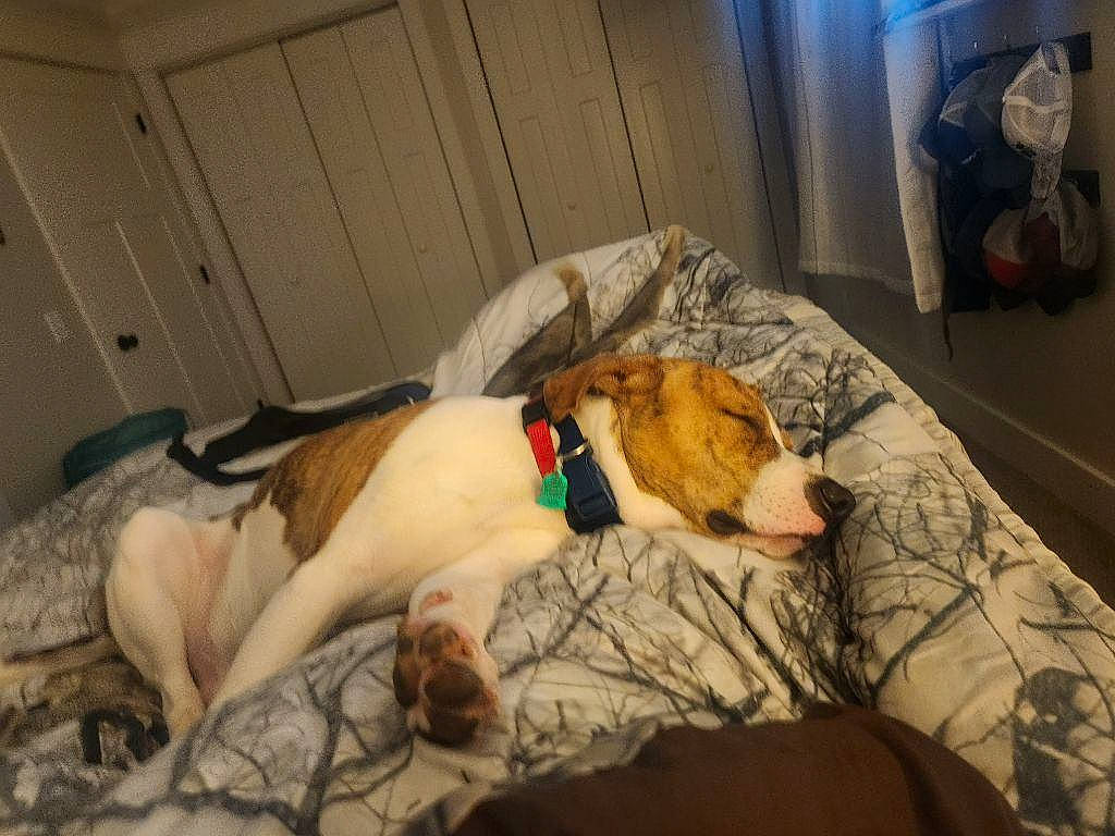 Roland joined the competition — help win amazing prizes! bedtime, canidae, carnivore, comfort, companion_dog, dog, dog_breed, dog_supply, fawn, felidae, fur, guard_dog, linens, paw, room, small_to_medium_sized_cats, snout, sporting_group, tail, whiskers