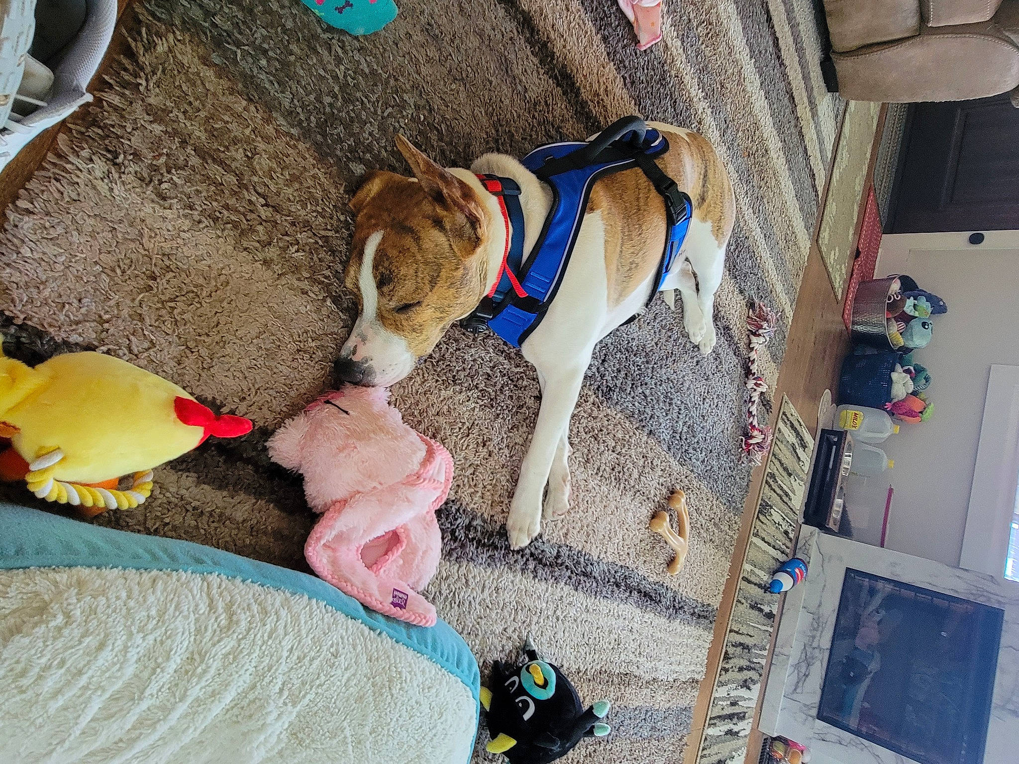 Roland is registered to the contest to win money with this photo: blue, canidae, carnivore, collar, comfort, companion_dog, dog, dog_breed, dog_supply, fawn, flooring, fur, leash, leisure, linens, pet_supply, sporting_group, sunglasses, tail, toy