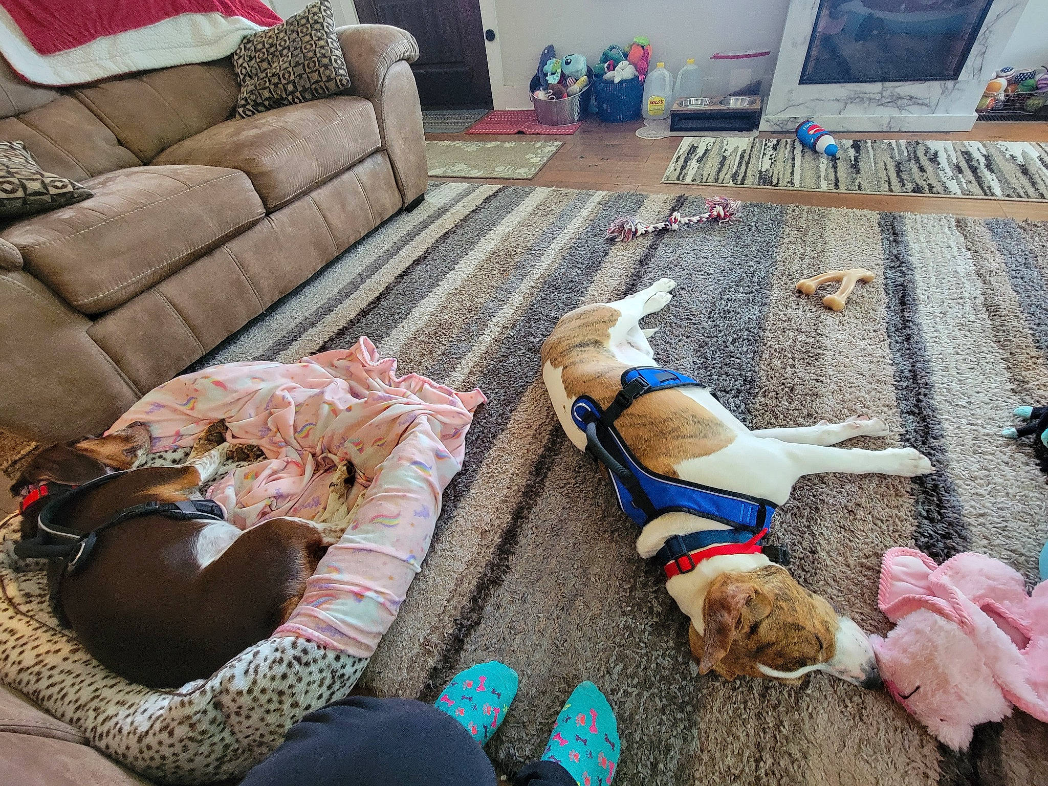 Roland joined the competition — help win amazing prizes! armrest, blue, carnivore, comfort, companion_dog, couch, dog, dog_breed, fawn, flooring, human_leg, leisure, living_room, outdoor_furniture, pillow, room, studio_couch, tail, wood, working_animal