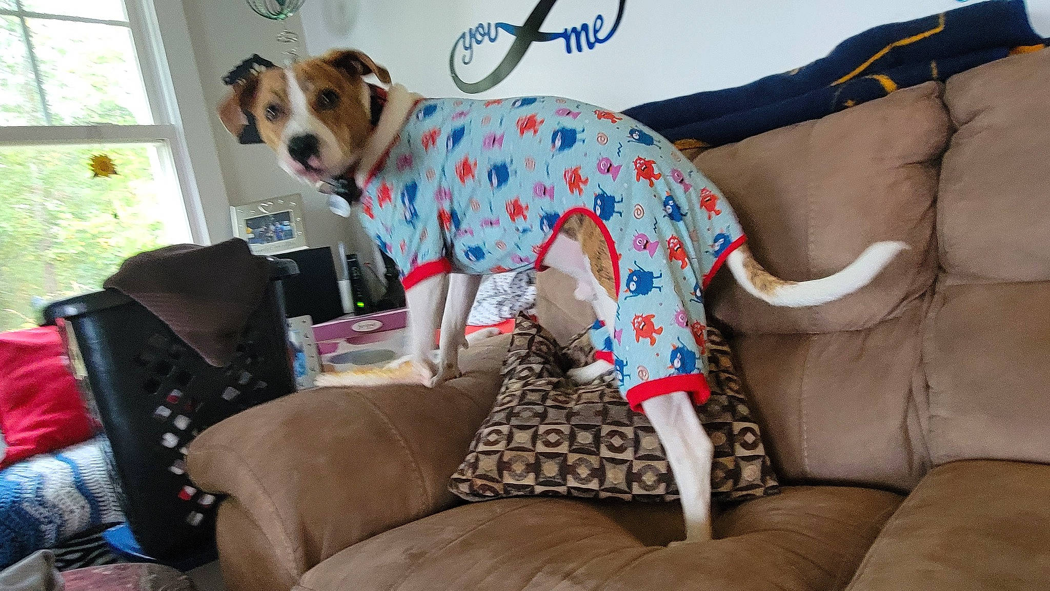 Roby joined the competition — help win amazing prizes! carnivore, collar, comfort, companion_dog, couch, dog, dog_breed, dog_clothes, dog_collar, dog_supply, fawn, leash, pattern, pet_supply, sitting, snout, sporting_group, vertebrate, window, working_animal