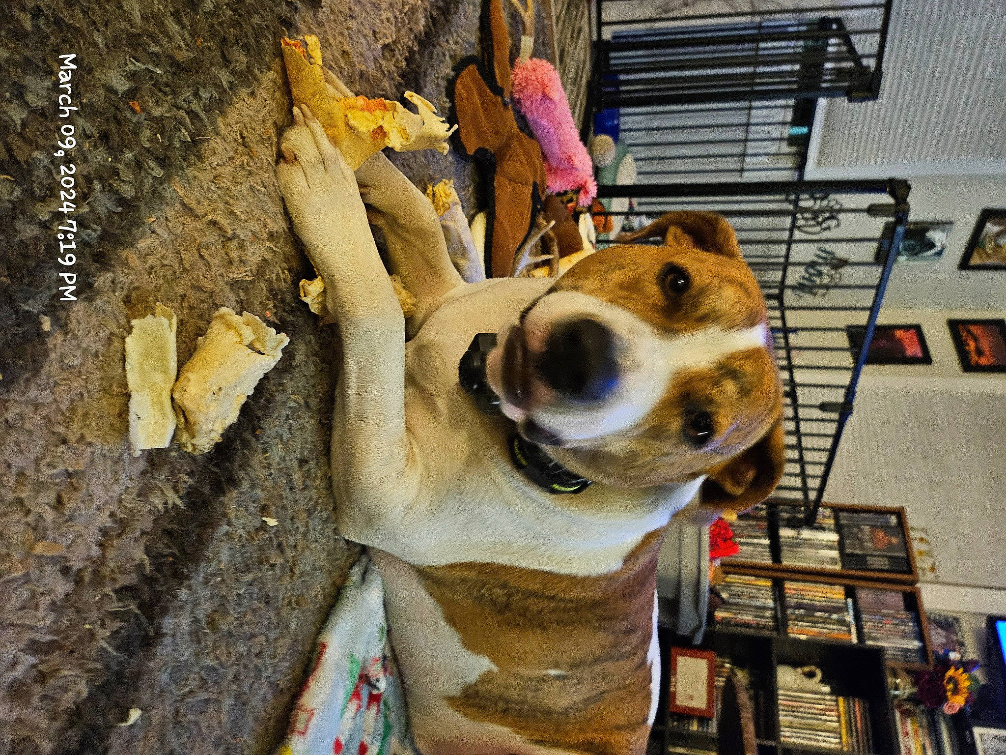 Roby joined the competition — help win amazing prizes! canidae, carnivore, collar, companion_dog, dog, dog_breed, dog_supply, eyewear, fawn, fur, leash, personal_protective_equipment, pet_supply, skull, snout, sporting_group, toy, whiskers, wood, working_animal