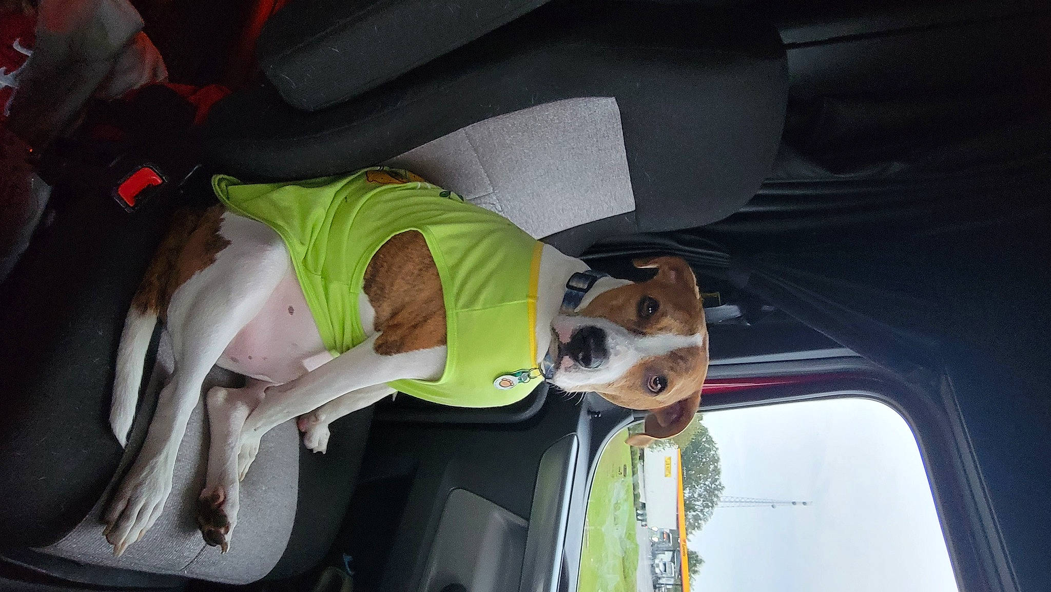 Roby joined the competition — help win amazing prizes! auto_part, automotive_design, automotive_exterior, automotive_lighting, automotive_window_part, car, car_seat, car_seat_cover, carnivore, dog, door, family_car, luxury_vehicle, motor_vehicle, personal_luxury_car, vehicle, vehicle_door, windshield