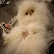Vanille a rejoint le concours — aidez-le/la à gagner de superbes lots ! animal, carpet, casual, comfort, cozy, dog, floor, fluffy, footwear, fur, home, indoor, lap, person, pet, pomeranian, relaxing, resting, socks, white