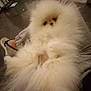 animal, carpet, casual, comfort, cozy, dog, floor, fluffy, footwear, fur, home, indoor, lap, person, pet, pomeranian, relaxing, resting, socks, white