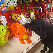 Hal joined the competition — help win amazing prizes! animal, black_dog, curious, dog, dog_toy, floor, green_toy, indoor, orange_toy, pegboard, pet_store, pet_supplies, plush_toy, red_background, retail_display, shelf, sniffing, stuffed_animal, toys, yellow_tag