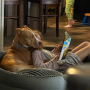 Jewel is registered to the contest to win money with this photo: dog, child, book, reading, dog_bed, pajamas, wooden_floor, chair, indoor, cozy, pet, home, furniture, relaxing, family, casual, comfort, leisure, child_playing, friendship