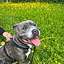Vaillant a rejoint le concours — aidez-le/la à gagner de superbes lots ! dog, smiling, tongue_out, leash, greenery, yellow_flowers, field, outdoor, happy, pet, canine, nature, grass, spring, playful, animal, fur, collar, sitting, daytime