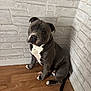 Vaillant a rejoint le concours — aidez-le/la à gagner de superbes lots ! dog, pitbull, pet, indoor, corner, wooden_floor, brick_wall, seated, curious, head_tilt, animal, companion, domestic, cute, canine, fur, white_paws, black_nose, friendly, looking_up