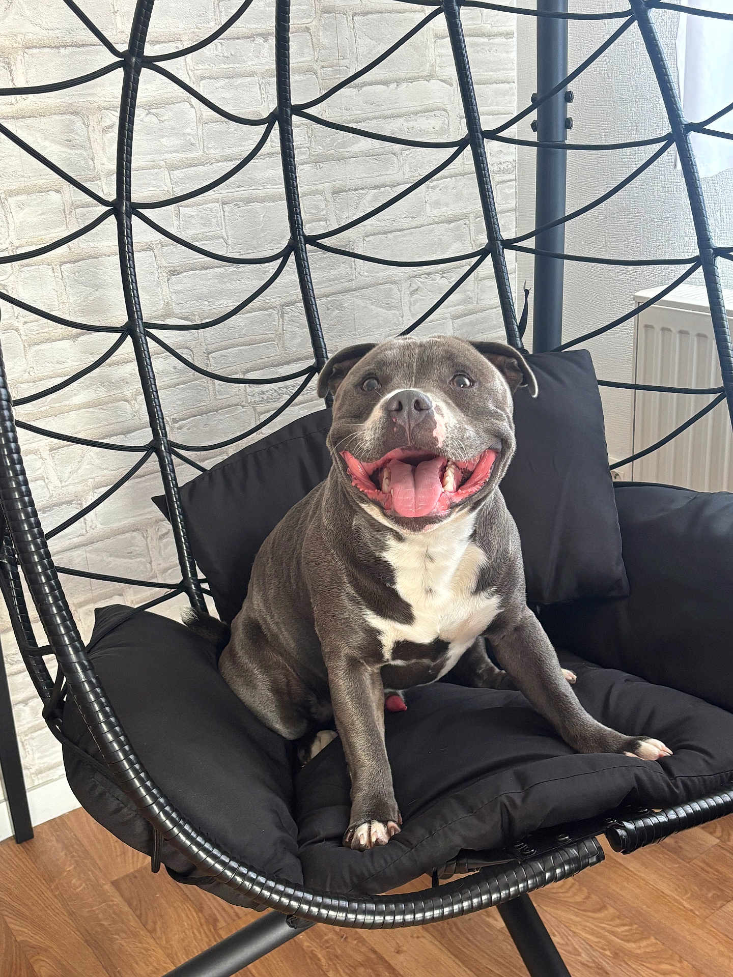 Vaillant participe au concours pour gagner de l'argent avec cette photo : dog, smiling, indoor, black_cushion, swing_chair, wooden_floor, white_brick_wall, pet, happy, tongue_out, canine, comfortable, seat, cute, animal, relaxed, fur, paw, friendly, domestic