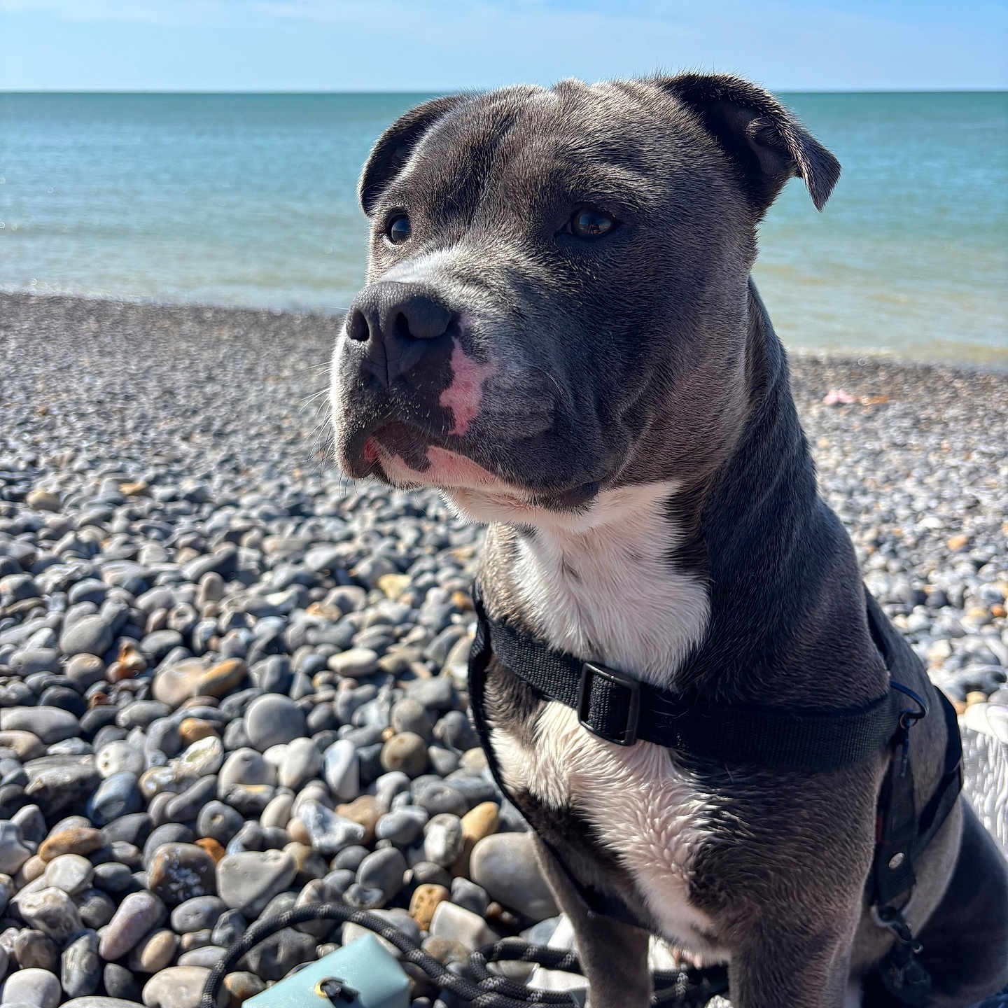 Vaillant a rejoint le concours — aidez-le/la à gagner de superbes lots ! animal, beach, calm, canine, closeup, daytime, dog, expression, harness, leash, nature, outdoor, pet, portrait, rocks, sea, sitting, sky, sunny, water