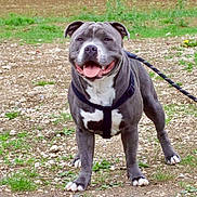 Vaillant a rejoint le concours — aidez-le/la à gagner de superbes lots ! dog, pitbull, harness, leash, outdoor, grass, rocks, smiling, pet, canine, animal, walking, nature, tongue_out, happy, standing, mammal, friendly, playful, companion