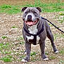 dog, pitbull, harness, leash, outdoor, grass, rocks, smiling, pet, canine, animal, walking, nature, tongue_out, happy, standing, mammal, friendly, playful, companion