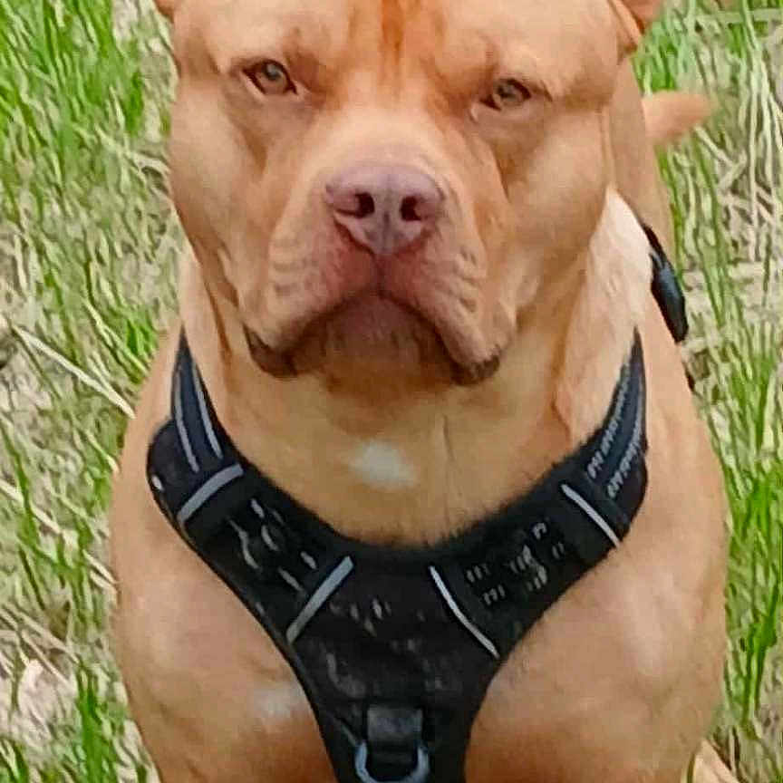 Razmo