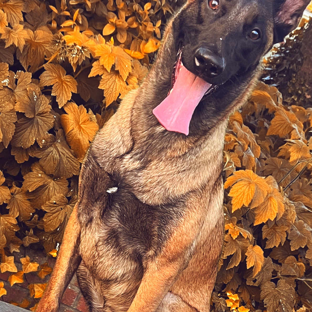 ündra a rejoint le concours — aidez-le/la à gagner de superbes lots ! accessories, animal, autumn, bodypart, canine, dog, germanshepherd, hound, leaf, maple, mouth, person, pet, plant, policedog, puppy, strap, tongue, tree