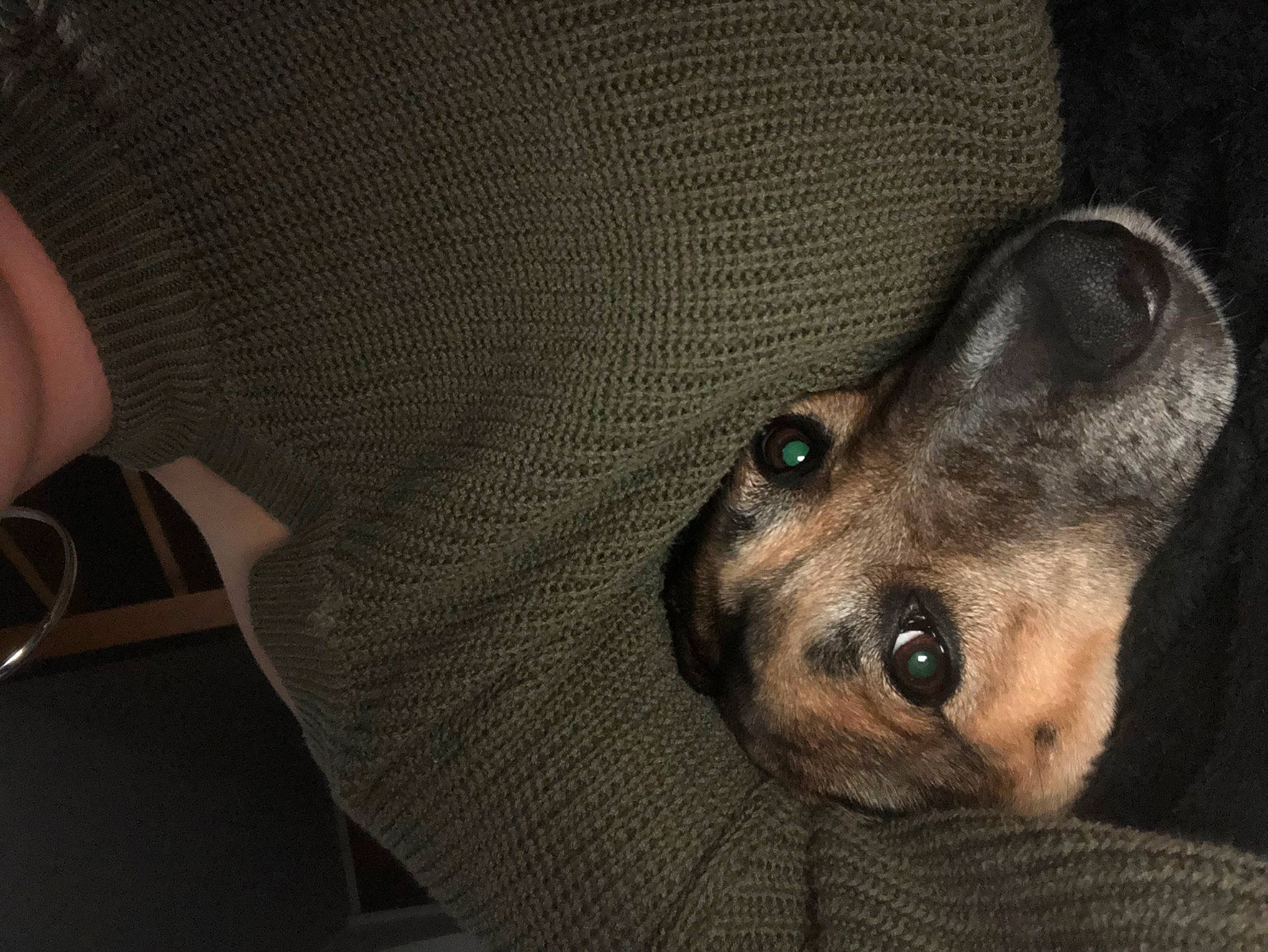 Mayra a rejoint le concours — aidez-le/la à gagner de superbes lots ! canidae, carnivore, comfort, companion_dog, dog, dog_breed, ear, fawn, fur, non_sporting_group, paw, snout, sporting_group, terrestrial_animal, toy_dog, whiskers, working_animal