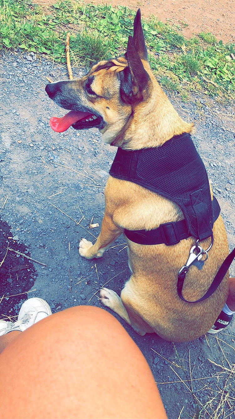 Mayra participe au concours pour gagner de l'argent avec cette photo : canidae, carnivore, chest, collar, companion_dog, dog, dog_breed, dog_collar, dog_supply, electric_blue, fashion_accessory, fawn, human_leg, pet_supply, plant, sporting_group, swimwear, thigh, underpants, working_animal