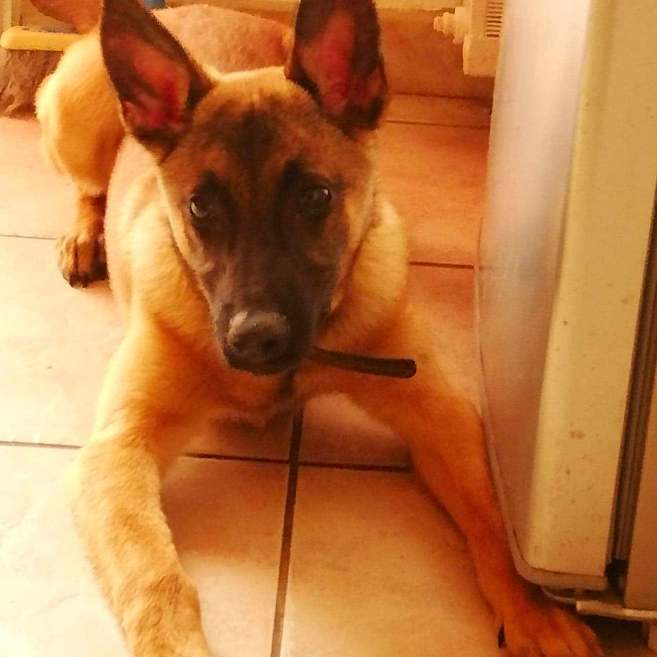 Orka Au Paradis D'orsy