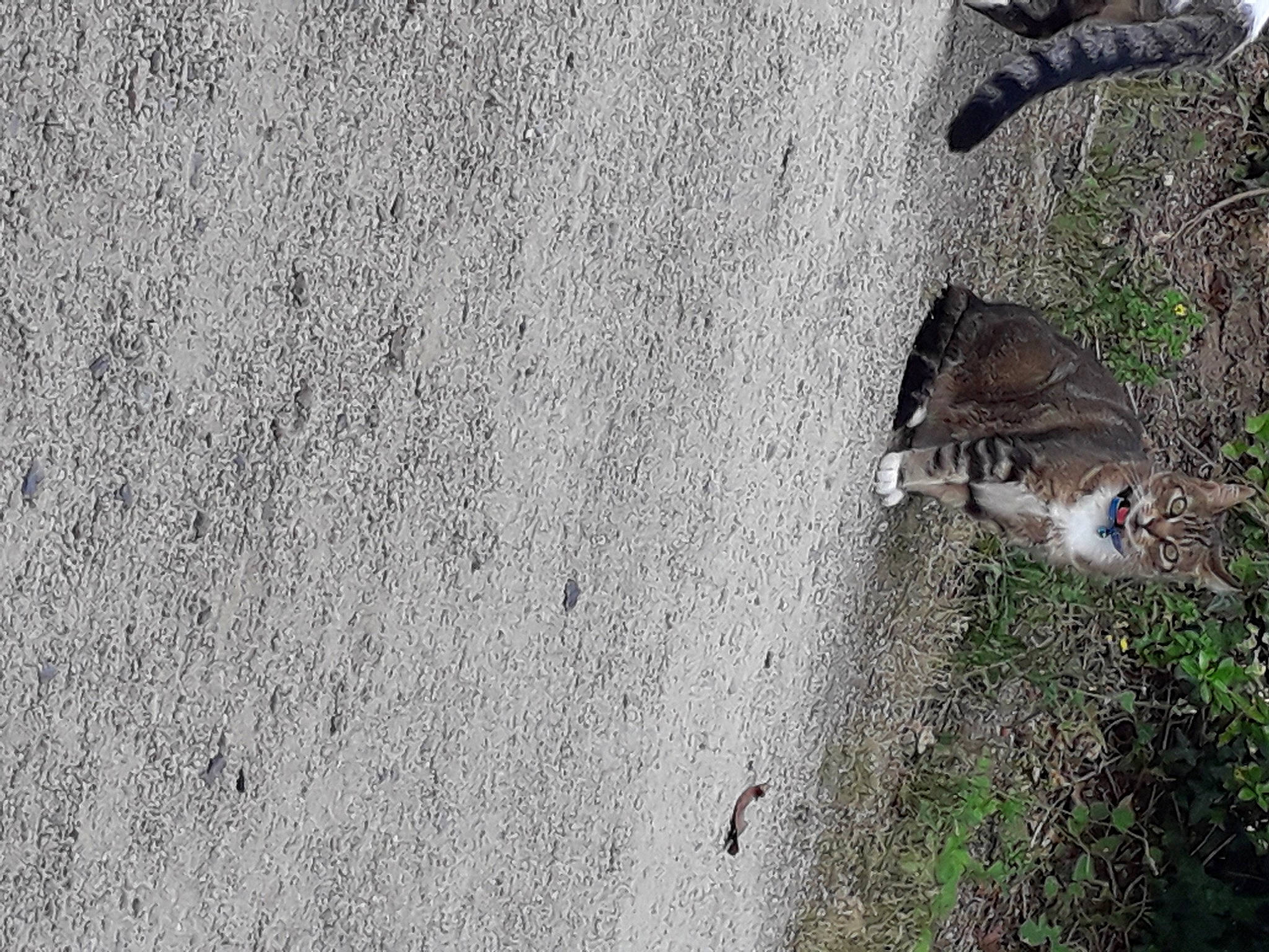 Ialow participe au concours pour gagner de l'argent avec cette photo : asphalt, carnivore, cat, concrete, domestic_short_haired_cat, felidae, grass, grey, plant, road_surface, sand, sidewalk, small_to_medium_sized_cats, soil, tail, tree, trunk, wall, whiskers, wood