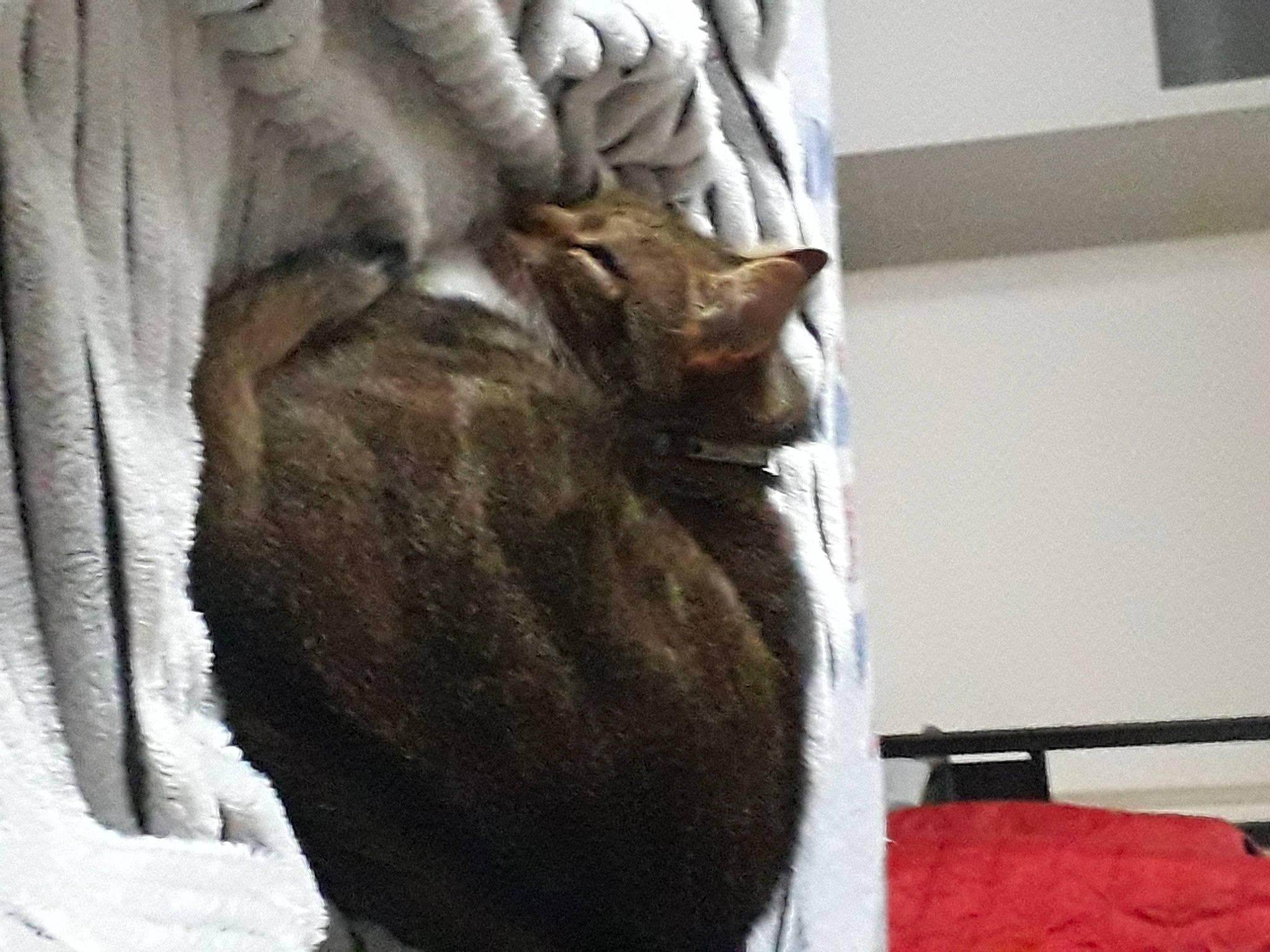 Ialow participe au concours pour gagner de l'argent avec cette photo : bed, canidae, carnivore, cat, claw, comfort, domestic_short_haired_cat, fawn, felidae, fur, grey, linens, nap, room, small_to_medium_sized_cats, sporting_group, tail, whiskers, window, wood