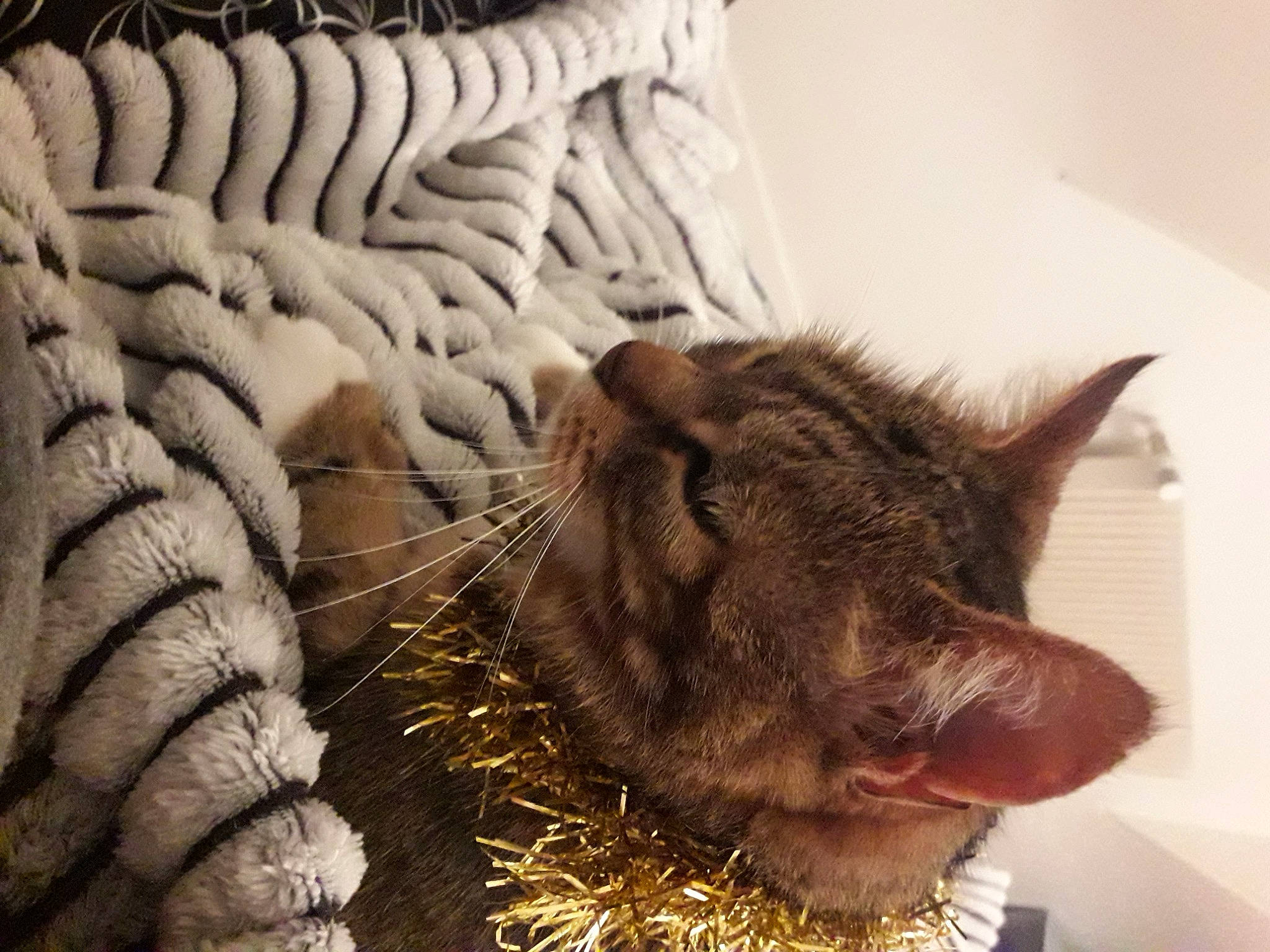 Ialow a rejoint le concours — aidez-le/la à gagner de superbes lots ! carnivore, cat, claw, comfort, domestic_short_haired_cat, fawn, felidae, fur, linens, nap, paw, small_to_medium_sized_cats, snout, tail, terrestrial_animal, textile, whiskers, wood, wool, working_animal