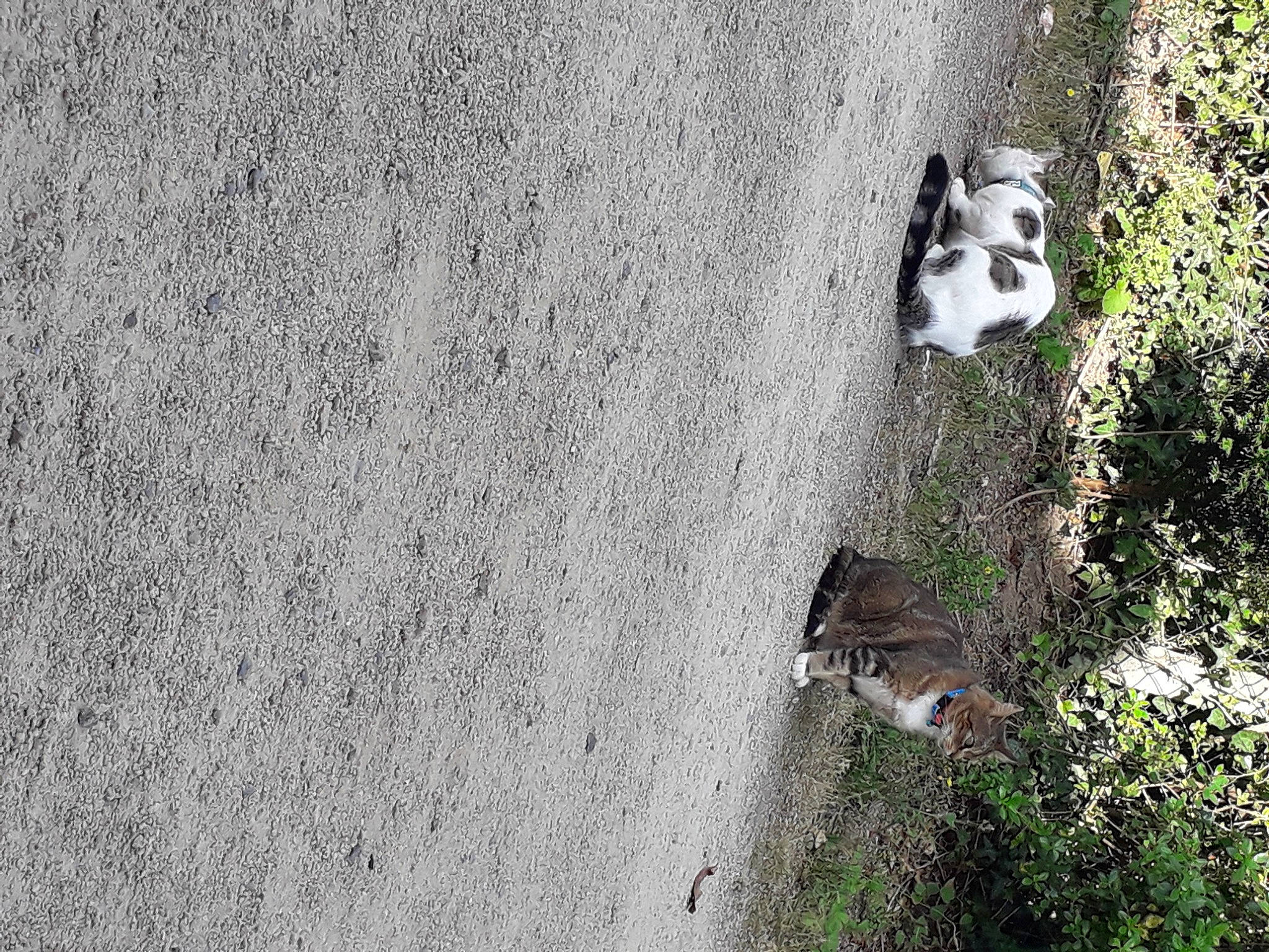Ialow participe au concours pour gagner de l'argent avec cette photo : art, asphalt, bedrock, cement, concrete, facade, grass, grey, landscape, plant, road, road_surface, rock, shadow, soil, tail, tree, trunk, wildlife, wood