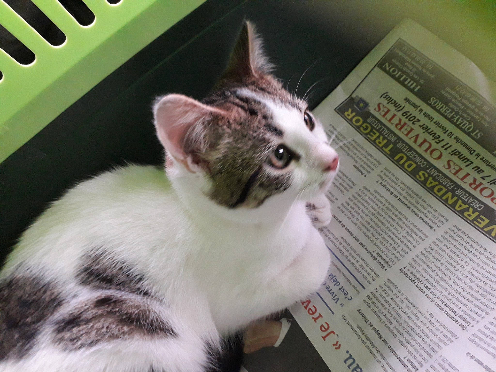 Oliver a rejoint le concours — aidez-le/la à gagner de superbes lots ! carnivore, cat, claw, domestic_short_haired_cat, felidae, font, fur, newspaper, paw, photo_caption, publication, small_to_medium_sized_cats, snapshot, snout, tail, whiskers