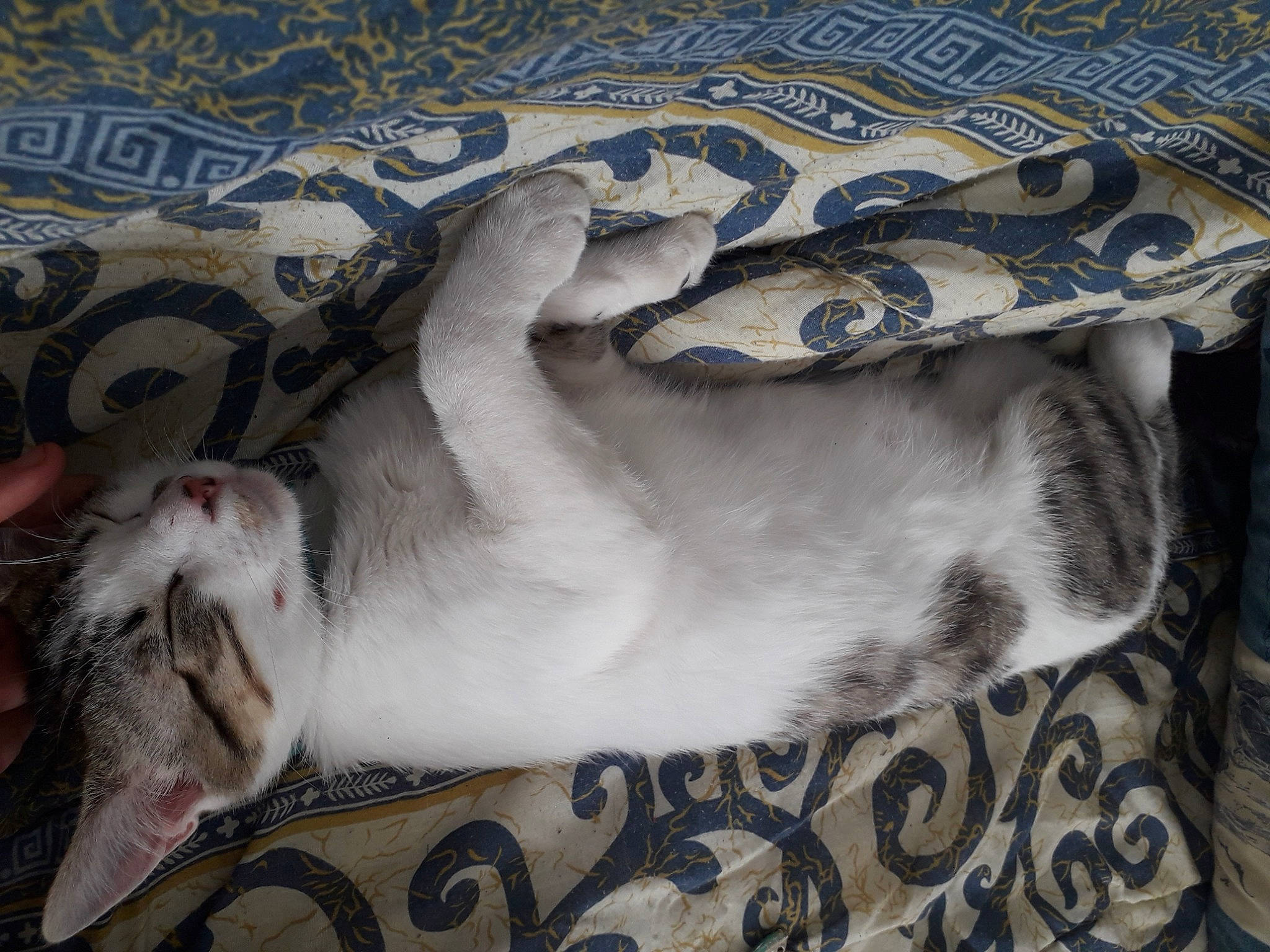 Oliver participe au concours pour gagner de l'argent avec cette photo : bed_sheet, bedding, carnivore, cat, comfort, companion_dog, dog_breed, domestic_short_haired_cat, fawn, felidae, fur, grey, linens, nap, pattern, paw, small_to_medium_sized_cats, tail, textile, whiskers