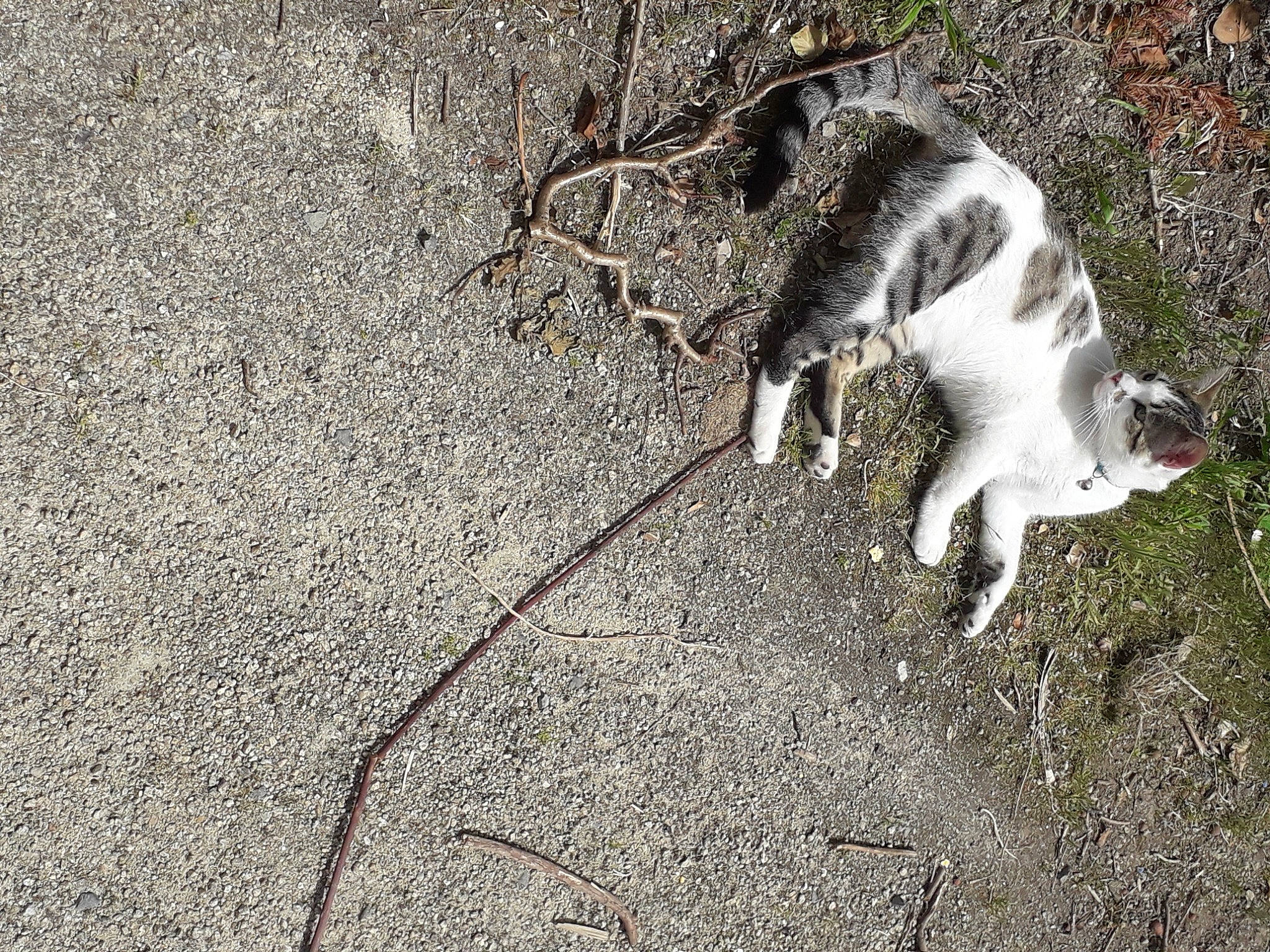 Oliver participe au concours pour gagner de l'argent avec cette photo : canidae, carnivore, cat, concrete, dog_breed, domestic_short_haired_cat, felidae, fur, grass, paw, road_surface, shadow, small_to_medium_sized_cats, soil, sporting_group, tail, terrestrial_animal, twig, whiskers, wildlife