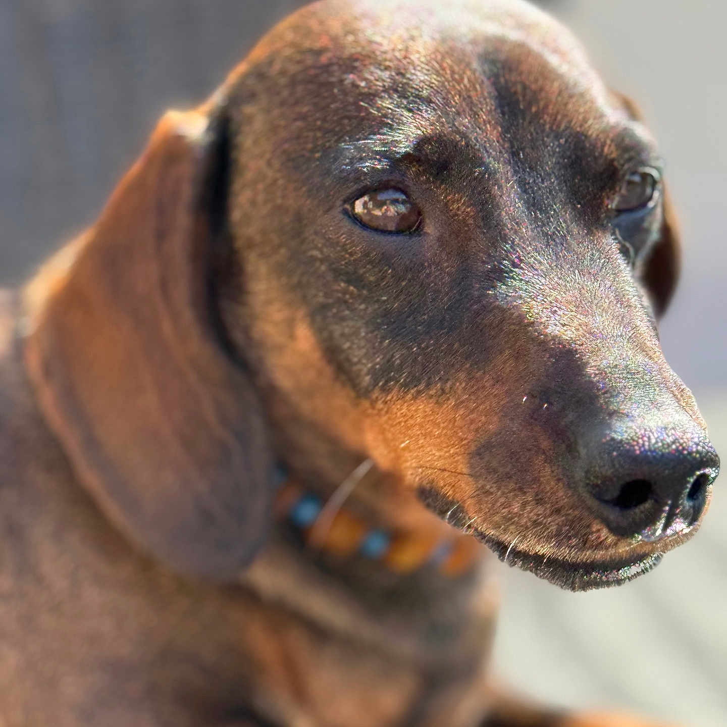 Spoon a rejoint le concours — aidez-le/la à gagner de superbes lots ! animal, blurred_background, brown_fur, canine, close_up, collar, cute, dachshund, dog, domestic_animal, ears, fur_texture, mammal, outdoor, pet, portrait, relaxed, snout, sunlight, whiskers