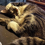 Teddy is registered to the contest to win money with this photo: cat, tabby, sleeping, paw, fur, cozy, relaxed, indoor, pet, whiskers, animal, cute, resting, closeup, soft, feline, domestic, curled_up, nap, comfort
