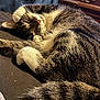 cat, tabby, sleeping, paw, fur, cozy, relaxed, indoor, pet, whiskers, animal, cute, resting, closeup, soft, feline, domestic, curled_up, nap, comfort
